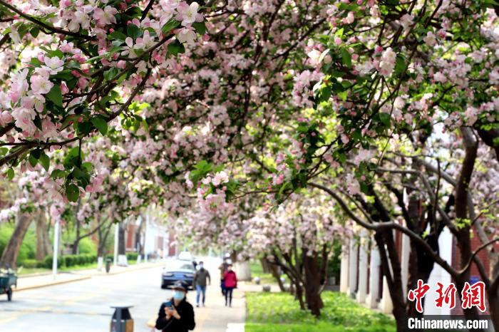 图为戴口罩的教职工走过海棠树下。　张道正 摄